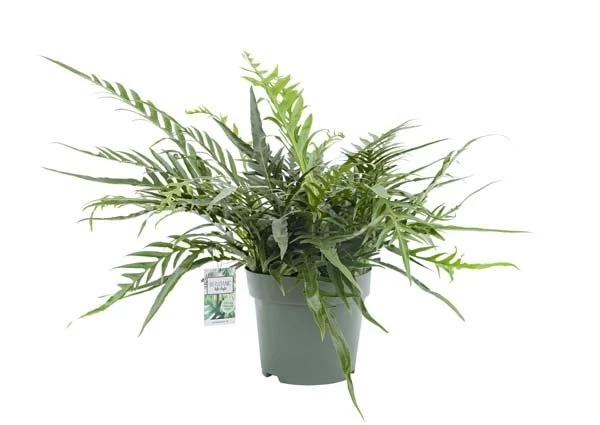 Agloamorpha Jim, In 27cm-pot 1 Agloamorpha Jim, In 27cm-pot