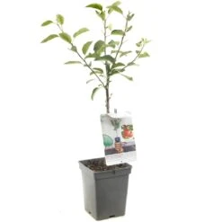 Appelboom (Malus Dom. Braeburn Patio), In Pot