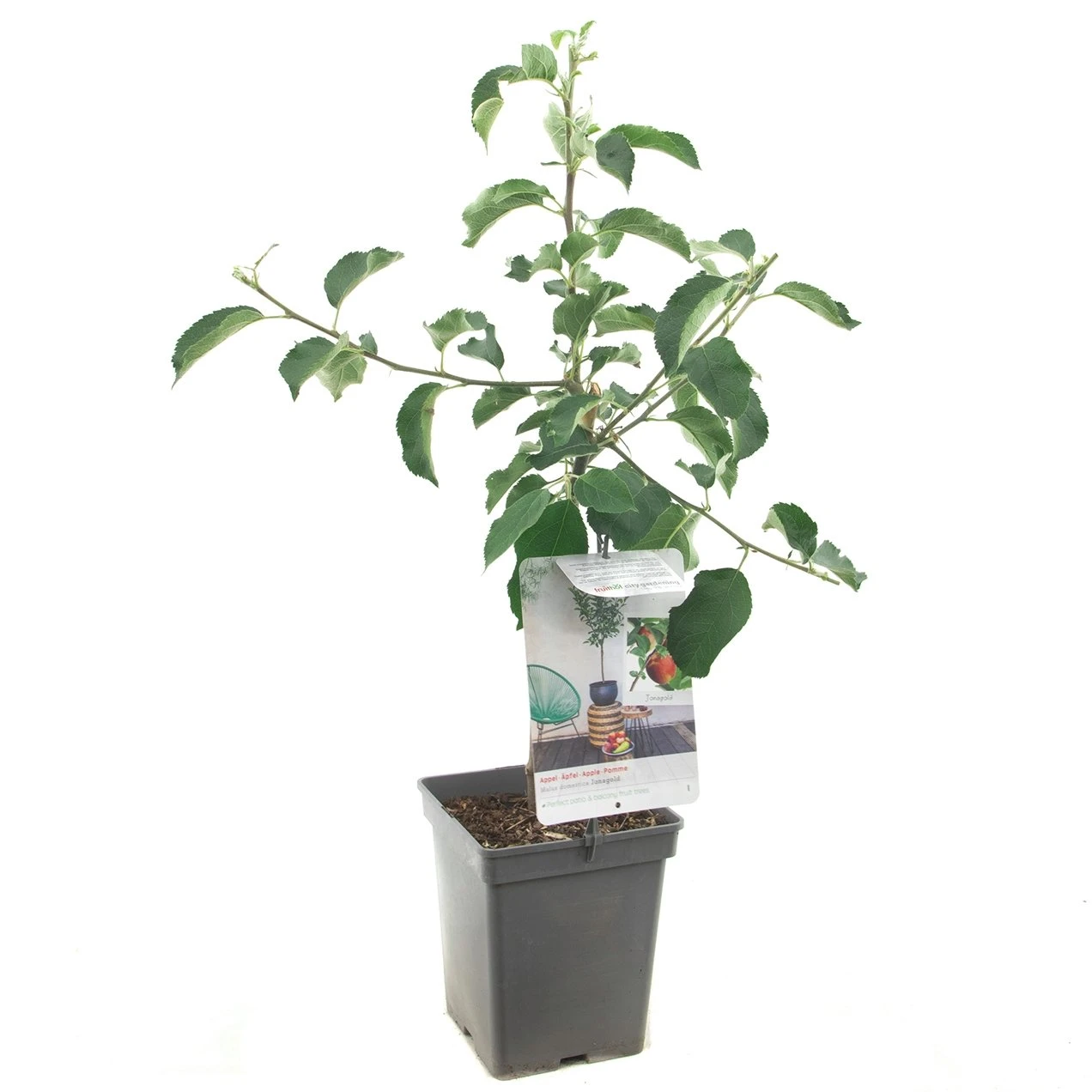 Appelboom (Malus Dom. Jonagold Patio), In Pot 1 Appelboom (Malus Dom. Jonagold Patio), In Pot