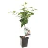 Appelboom (Malus Dom. Summerred Patio), In Pot
