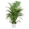 Areca Palm, In 24cm-pot 120cm Hoog