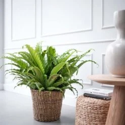 TuinPracht Winkel -TuinPracht Winkel asplenium osaka in 30cm pot 600x600 61fce46fb49ee l