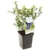 Blauwe Bessenstruik (Vaccinium Corymbosum Hortblue Petit), In Pot