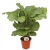 Calathea 'Orbifolia', In 19cm-pot