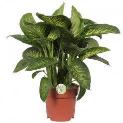 Dieffenbachia 'Reeva', In 24cm-pot 75cm Hoog