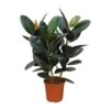 Ficus Elastica 'Robusta', In 27cm-pot 100cm Hoog