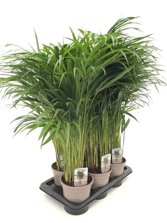 Goudpalm (Dypsis Lutescens), In 17cm-pot 85cm Hoog 1 Goudpalm (Dypsis Lutescens), In 17cm-pot 85cm Hoog