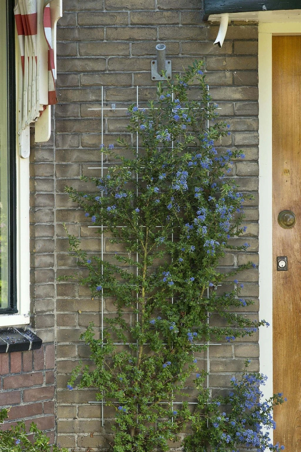 Nature Metalen Klimrek Groen - H145x72,5cm 2 Nature Metalen Klimrek Groen - H145x72,5cm - Afbeelding 2