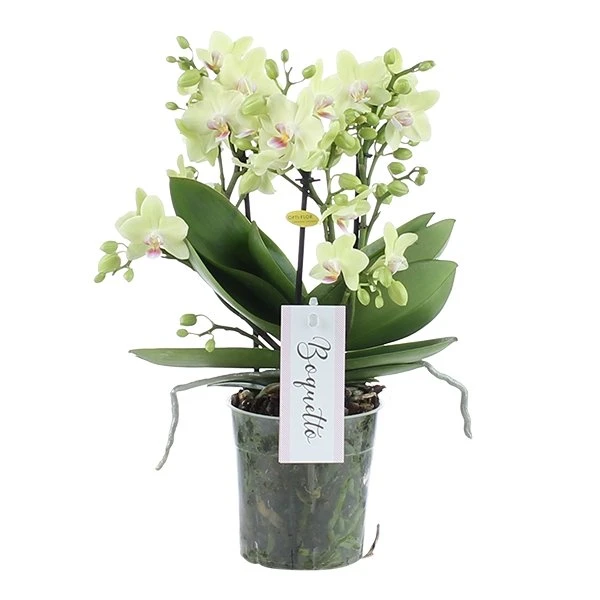 Phalaenopsis Boquetto Sensation 3 Tak, Minimaal 30 Bloem 1 Phalaenopsis Boquetto Sensation 3 Tak, Minimaal 30 Bloem