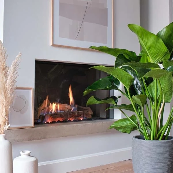 Philodendron Green Beauty, In 27cm-pot 2 Philodendron Green Beauty, In 27cm-pot - Afbeelding 2