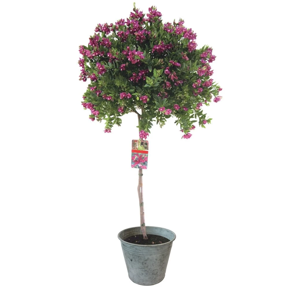 Polygala Op Stam, In 21cm-pot 1 Polygala Op Stam, In 21cm-pot