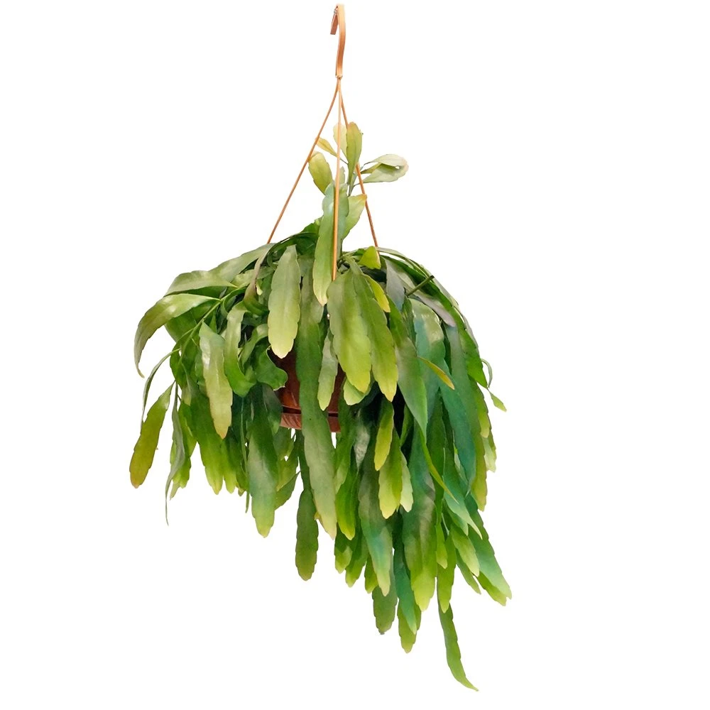 Pseudorhipsalis Ramulosa 'Red Coral', In 21cm-hangpot 1 Pseudorhipsalis Ramulosa 'Red Coral', In 21cm-hangpot