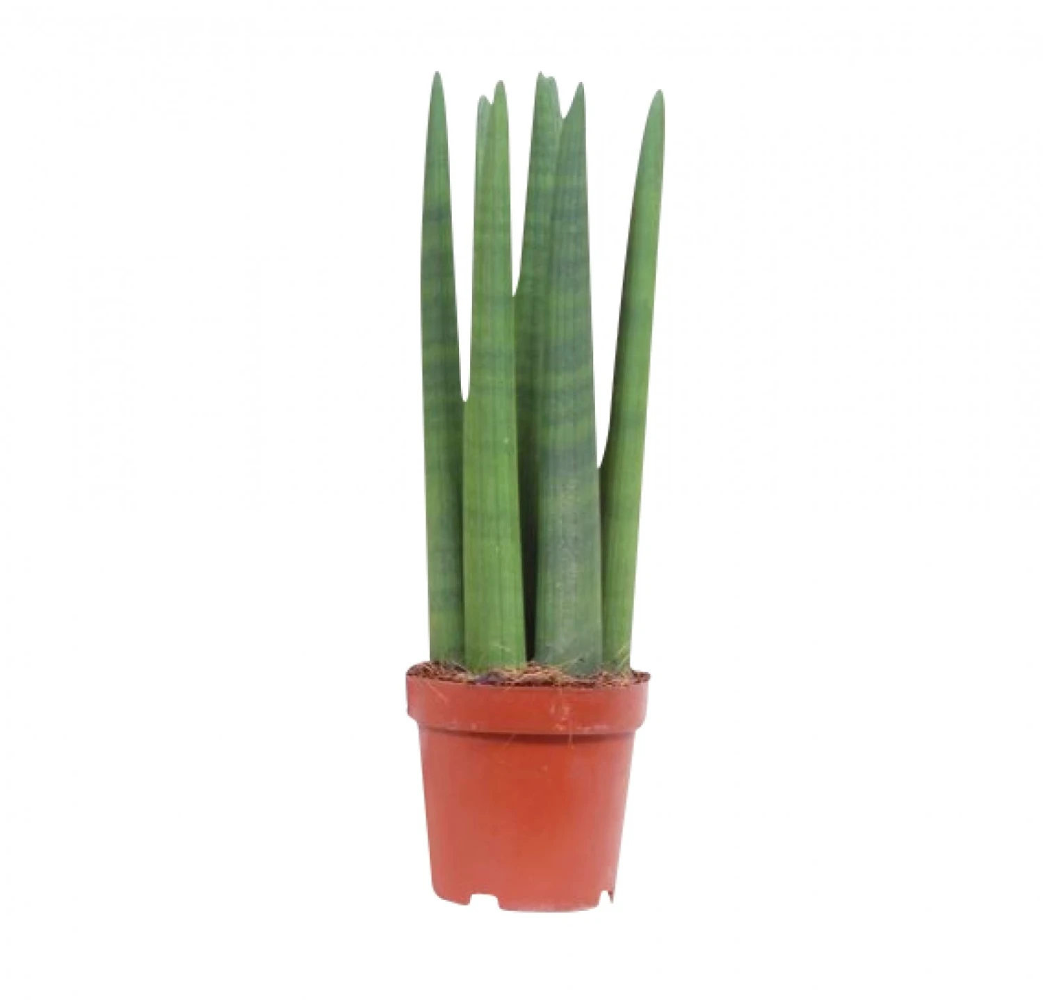 Sansevieria Straight, In 14cm-pot 1 Sansevieria Straight, In 14cm-pot