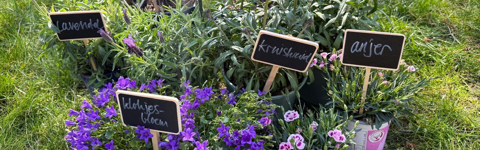 TuinPracht Winkel -TuinPracht Winkel IMG 20250403 WA0002 e1745251056233