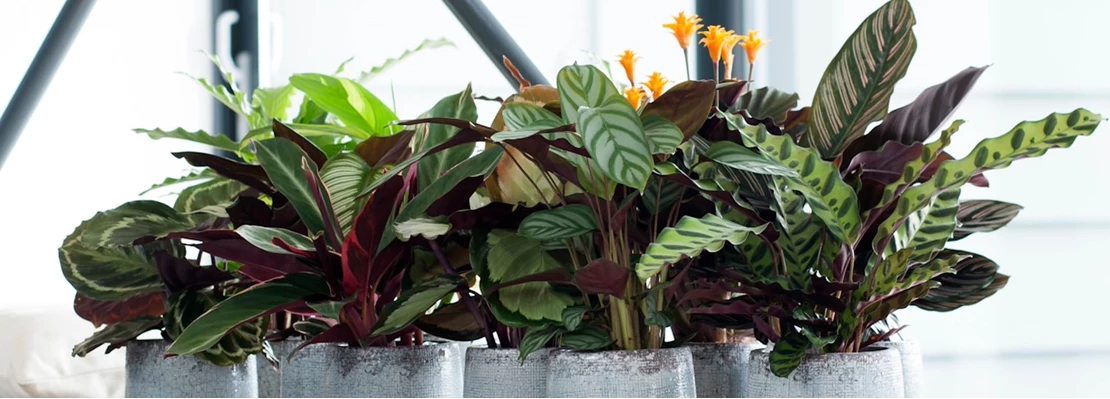 TuinPracht Winkel -TuinPracht Winkel KP donker 2