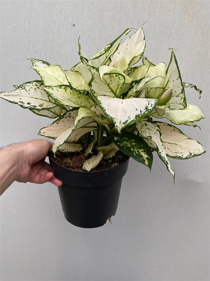 TuinPracht Winkel -TuinPracht Winkel aglaonema white anyamanee43011205870