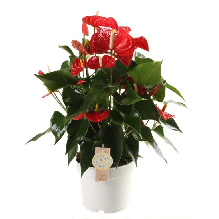 TuinPracht Winkel -TuinPracht Winkel anthurium red champion in 17cm pot 1610310005 l 768x768 1
