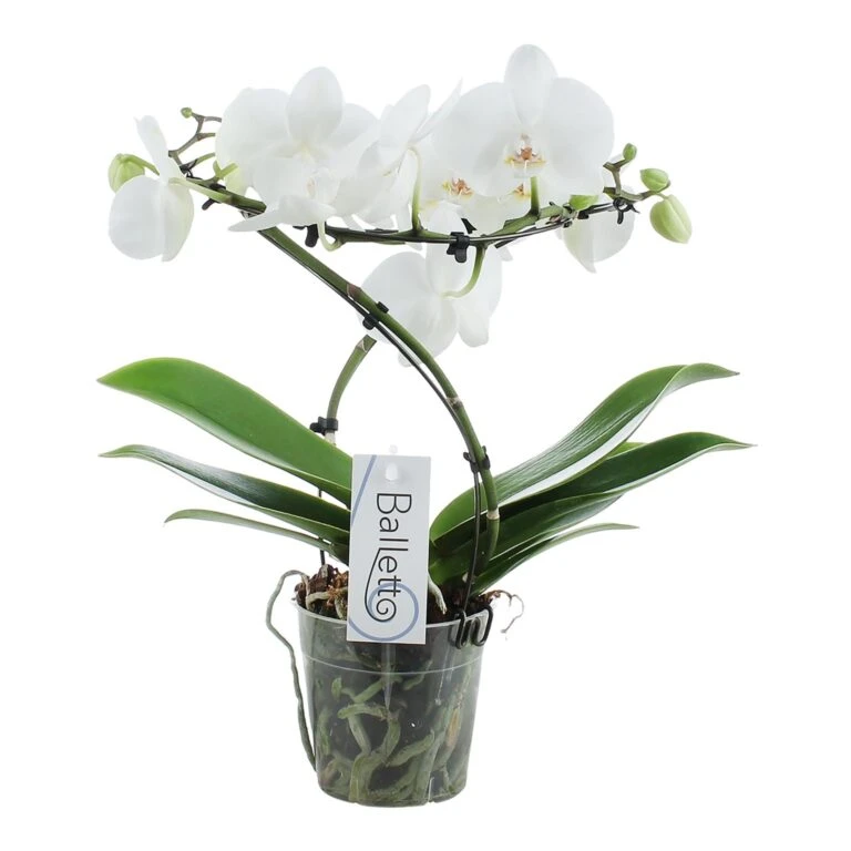 TuinPracht Winkel -TuinPracht Winkel phalaenopsis balletto wing 2 tak minimaal 16 bloemen 1615997131 l 768x768 1